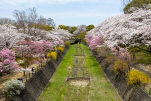 昭和記念公園　春